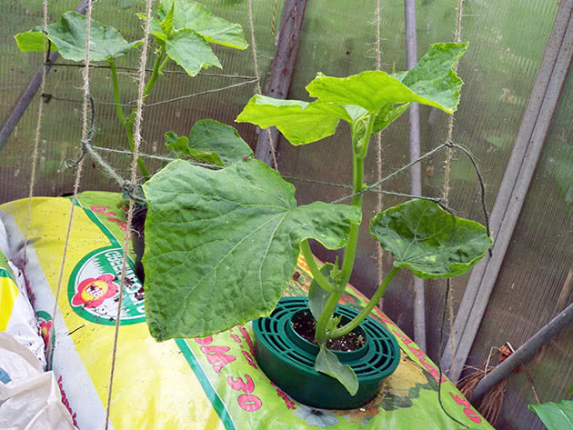 Ґрунт для вирощування огірків у теплиці