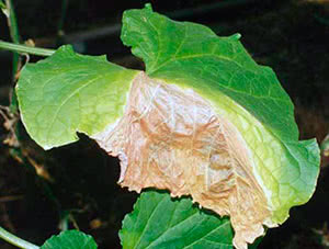 Огурцы сохнут: что делать, почему сохнут листья в теплице и в открытомгрунте