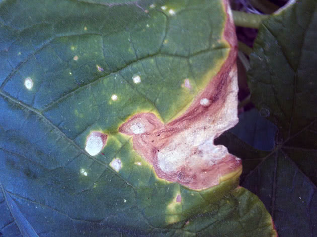 В огірків сохне й жовтіє листя – причини