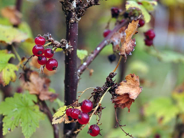Смородина восени: посадка й догляд у саду, обрізування, пересадка,підживлення