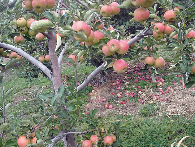 Яблука на яблуні в саду