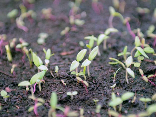 Как вырастить рассаду баклажанов из семян