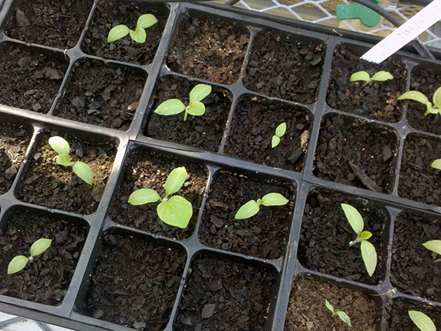 Як вирощувати розсаду баклажанів