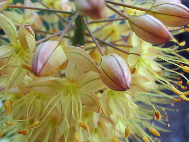Цветки соцветия эремуруса