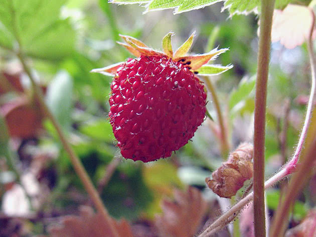 Strawberries – tasty and useful