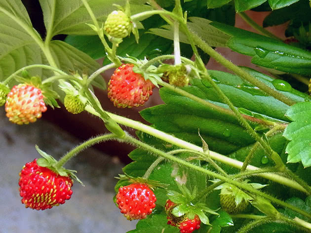 Strawberry bush