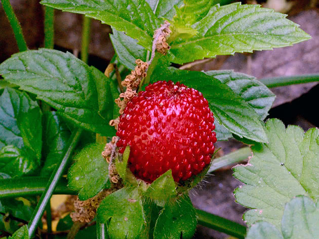 Strawberries on the bush