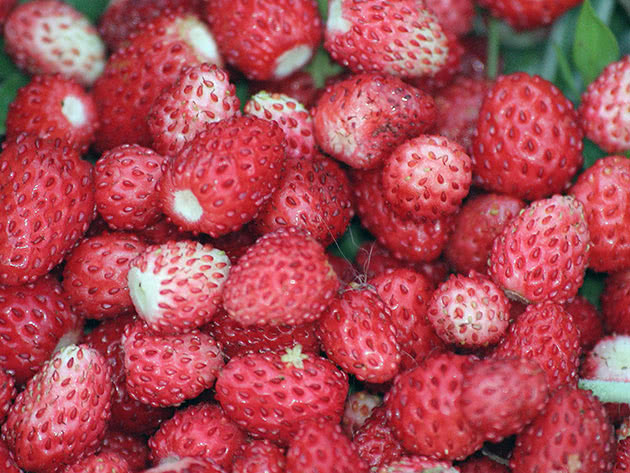 Strawberries after harvest
