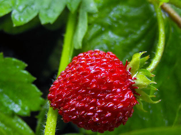Growing strawberry in the garden