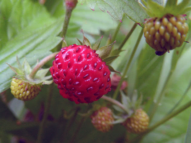 Growing strawberry