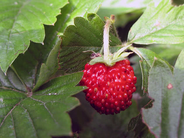 Early-season strawberry varieties