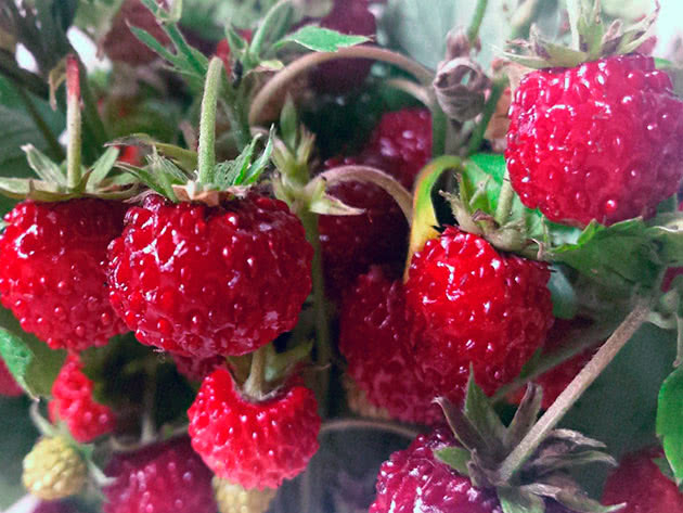 Remontant varieties of strawberries