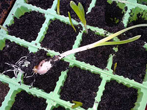 Посадка и выращивание ярового чеснока