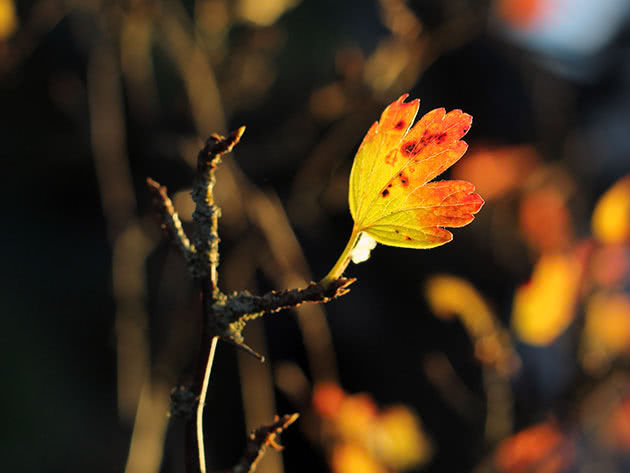 Крыжовник осенью: посадка и уход в саду, обрезка, пересадка, подкормка