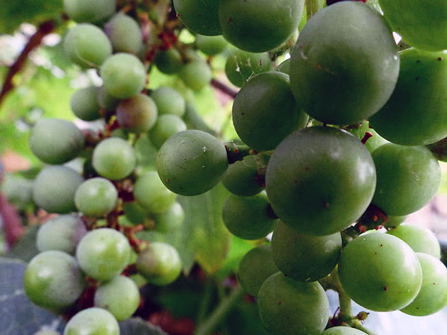 Зеленый виноград на лозе