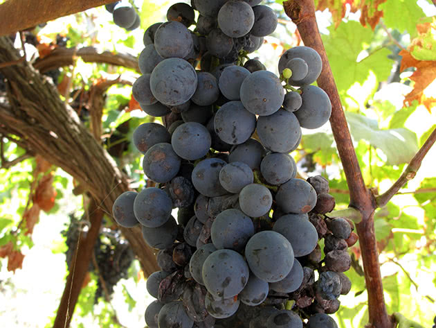 Як виростити виноград