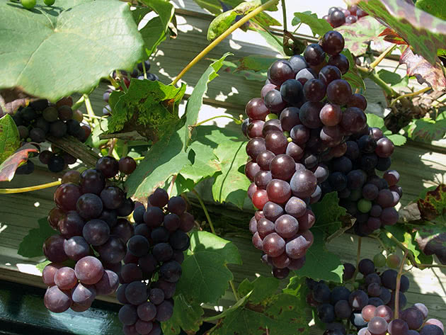 Как сажать и ухаживать за виноградом