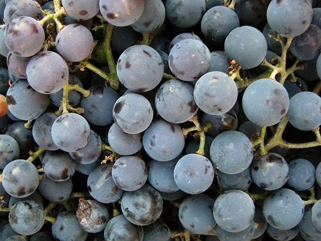Як правильно вирощувати виноград