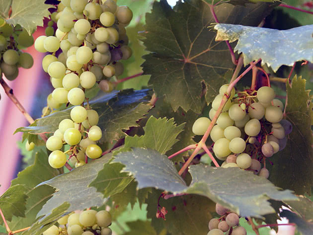Як правильно доглядати за виноградом