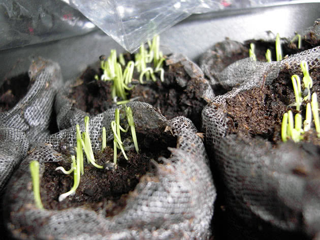 Вирощування зелені у домашніх умовах з насіння