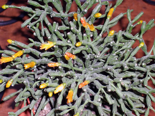 Хатиора солеросовая (Hatiora salicornioides)