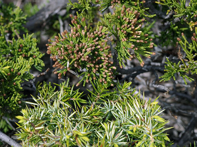 Ялівець козацький / Juniperus sabina