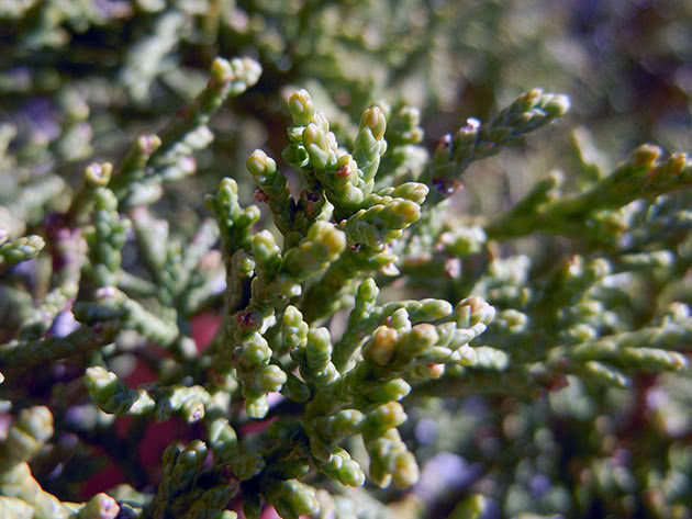 Можжевельник скальный / Juniperus scopulorum