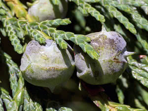 Растение кипарисовик