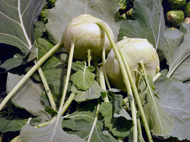 Как выращивать капусту кольраби