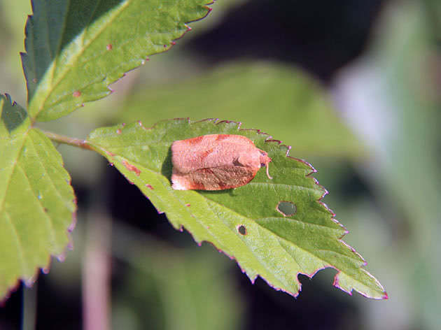 Бабочка листовертки на листе в саду