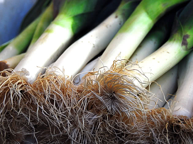 Как сажать и выращивать лук-порей в открытом грунте