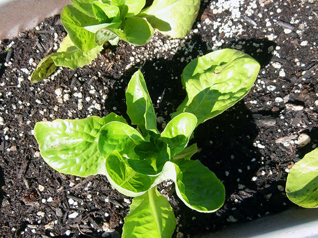 Вирощування розсади салату з насіння