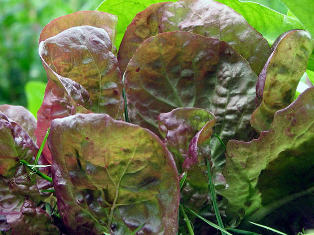 Выращивание салата латука