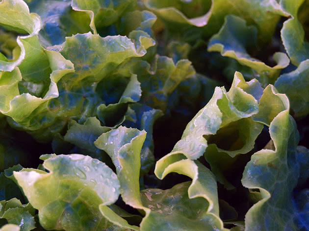 Як правильно вирощувати салат латук