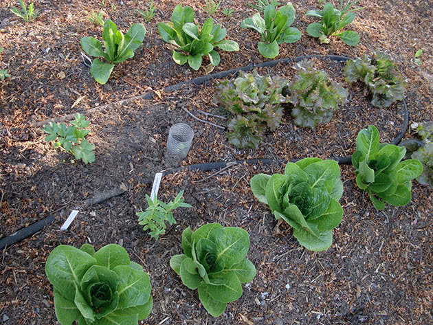 Вирощування салату у відкрітому ґрунті