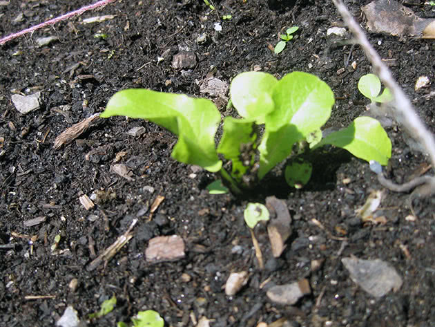Посадка розсади салату у відкритий ґрунт