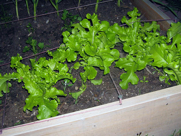 Посів насіння салату на розсаду