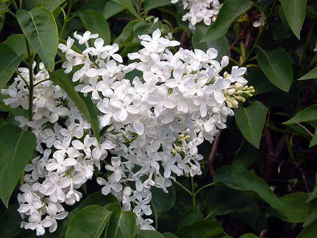 Бузок гіацинтовийя (Syringa x hyacinthiflora)