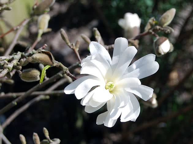 Магнолія зірчаста (Magnolia stellata)