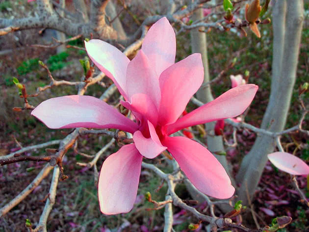Магнолія лілієквітна (Magnolia liliflora)