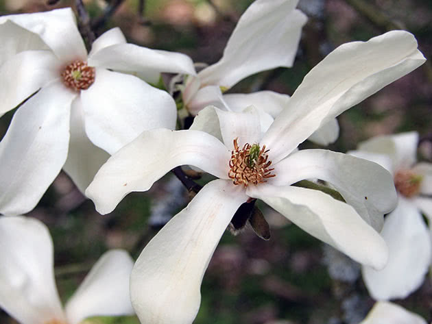 Магнолія Кобус (Magnolia kobus)