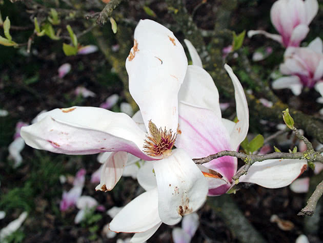 Магнолия Суланжа (Magnolia х soulangeana)