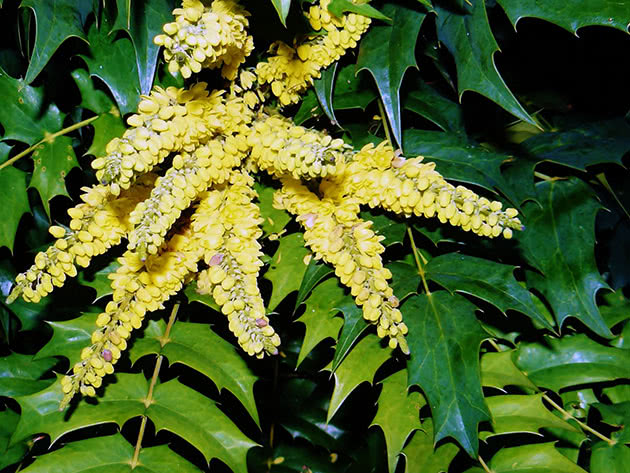 Магонія повзуча (Mahonia japonica)