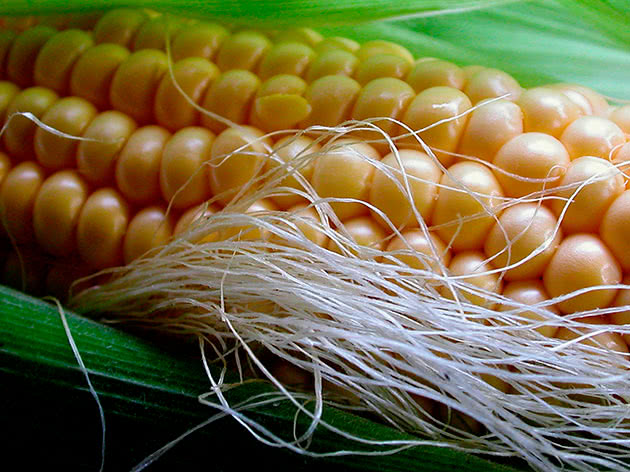 Посадка і вирощування кукурудзи