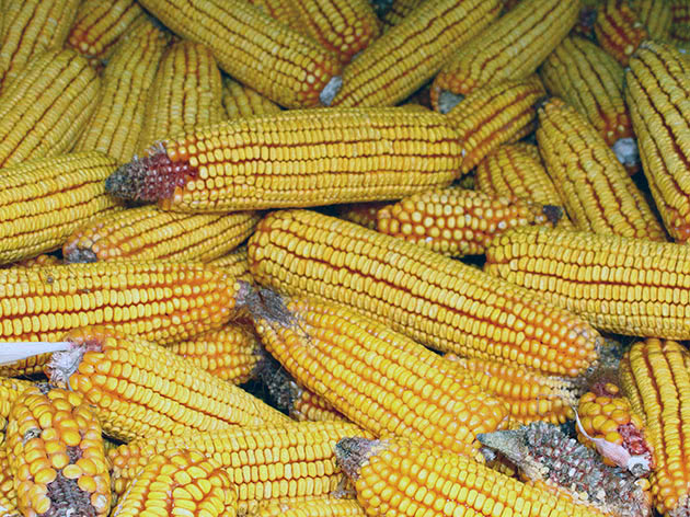 Як правильно зберігати кукурудзу