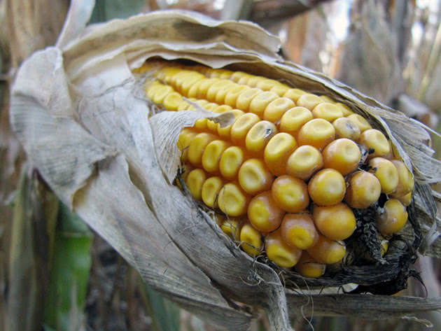 Виды и сорта кукурузы