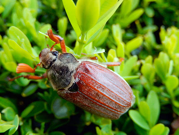 Как избавиться от майского жука в саду