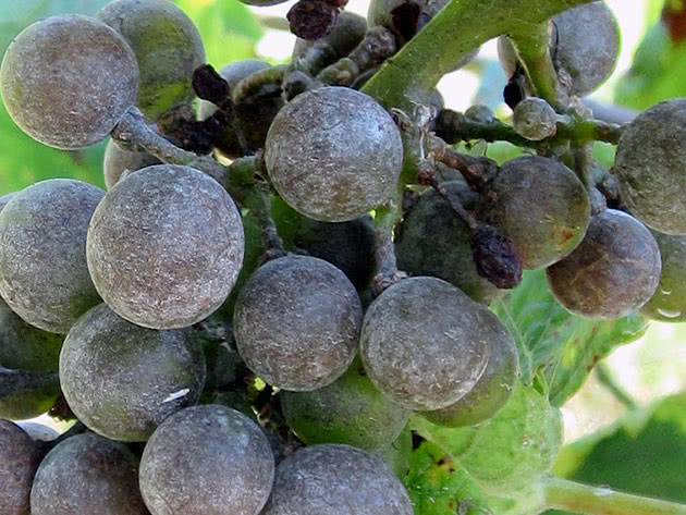 Як боротися з мілдью винограду