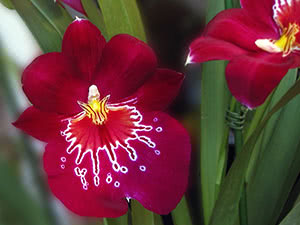 Орхідея мільтонія
