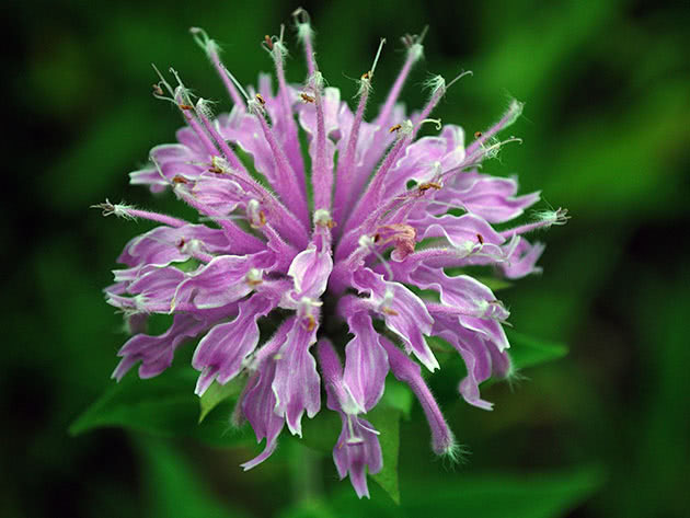 Cultivation of the monarda
